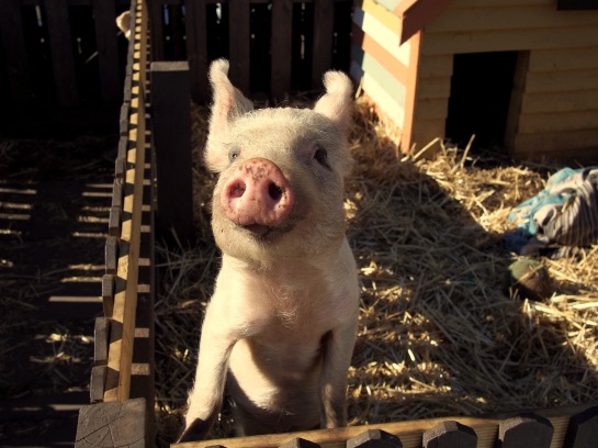 Kevin Bacon the pig.