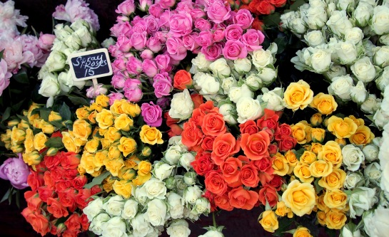Stunning roses. Which colour is your favourite?