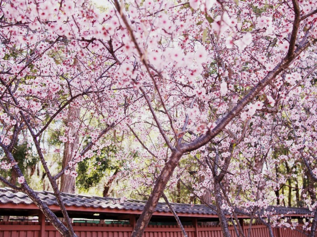 Beautiful Sakura Tree near the entrance.