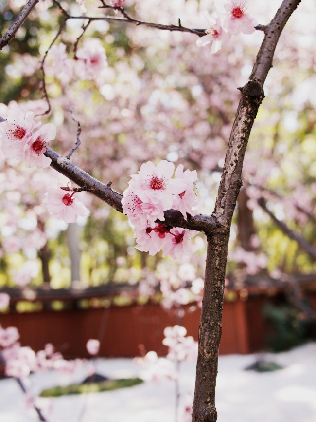 The details of a Sakura flower.