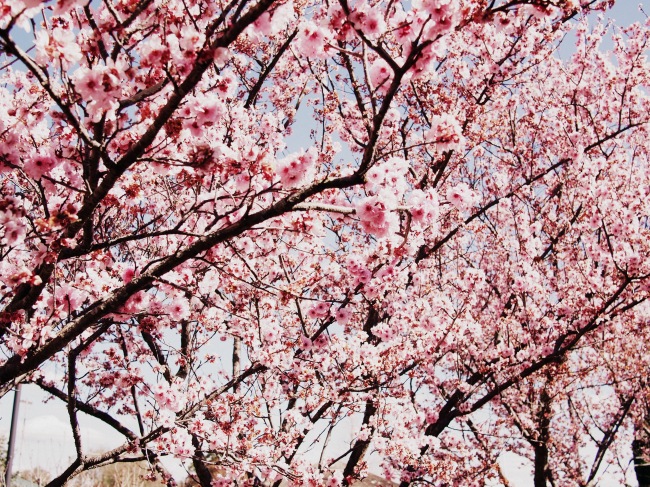 Beautiful Sakura Tree. I want to grow one on my backyard, haha.